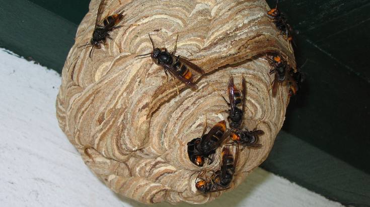 Liztor asiarrari aurre egiten ikasteko saioa Lemoan
