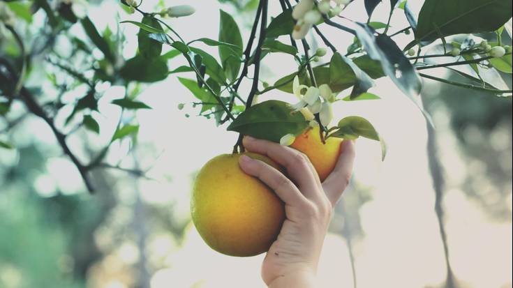 Fruta-arbolen gaineko tailerra egingo da Zeberion