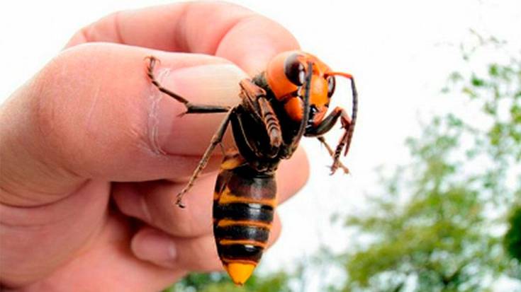 Aurrera doa liztor asiarrari aurre egiteko kanpainea